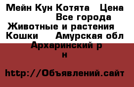 Мейн Кун Котята › Цена ­ 15 000 - Все города Животные и растения » Кошки   . Амурская обл.,Архаринский р-н